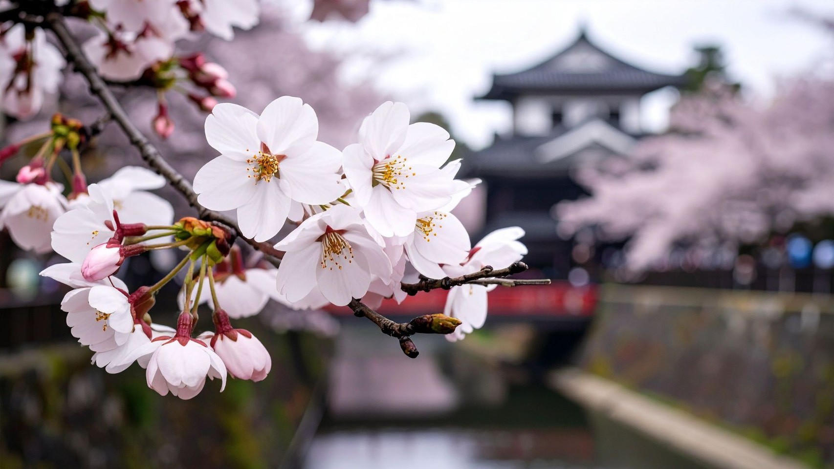 ซากุระฟีเวอร์ไม่หยุด! Klook เผยคนไทยค้นหาคำว่า “ซากุระ” พุ่ง 57%  พร้อมเน้นวางแผนเที่ยวอย่างคุ้มค่าหลายจุดหมายใน 1 ทริป